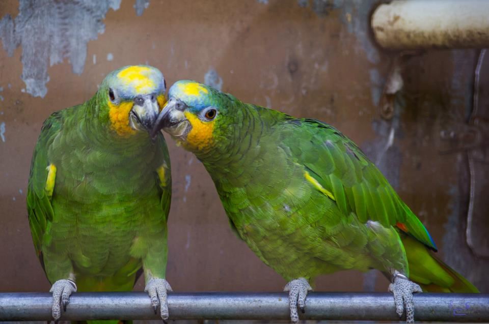 Bacio tra pappagalli - Amazon aestiva