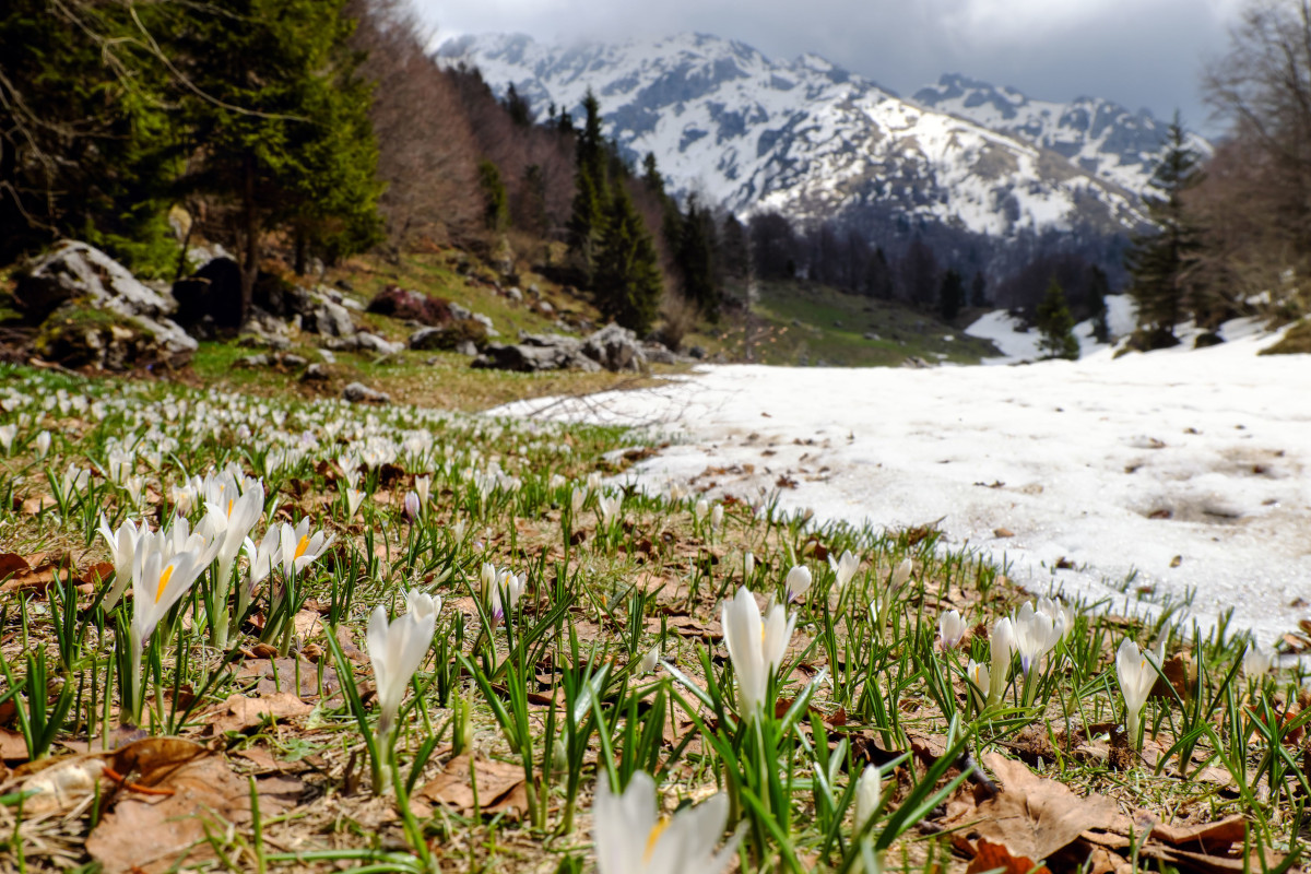 Tappeto di fiori (crocus) con la neve e il monte alben sullo fondo