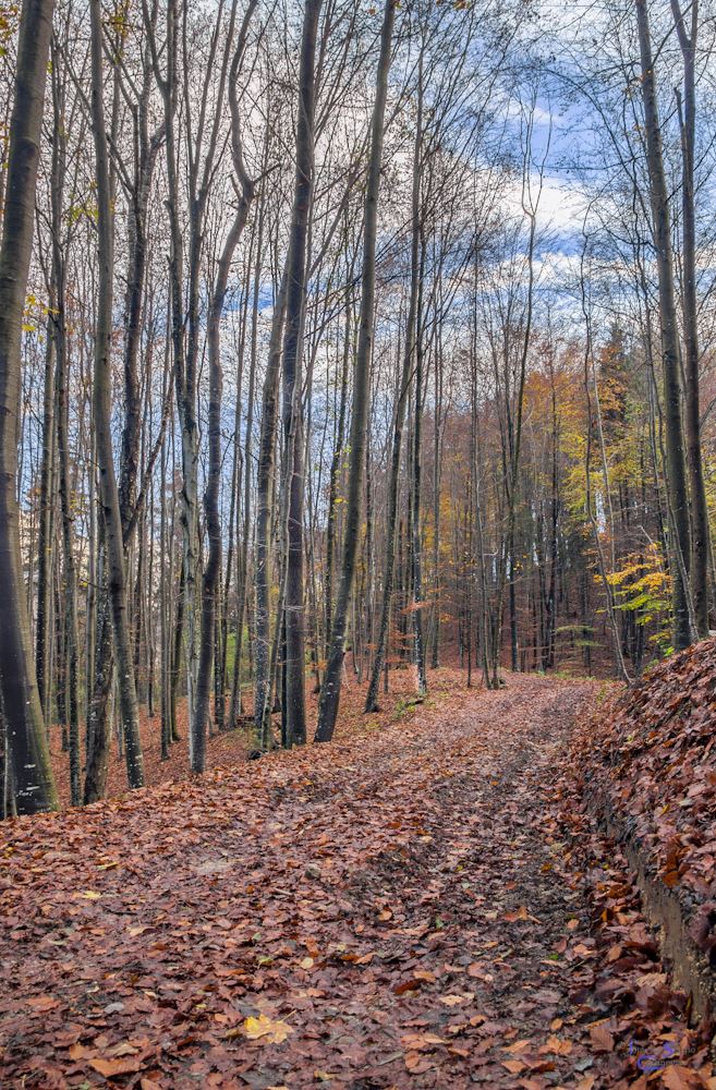 Bosco in autunno in HDR