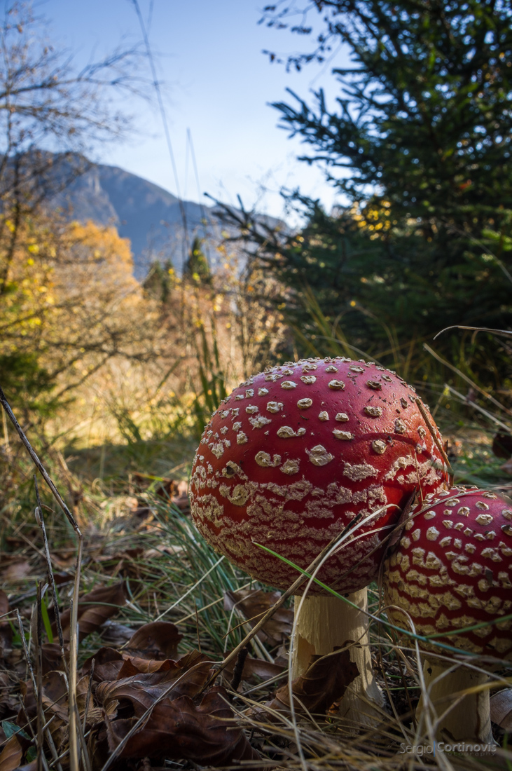 Un fungo rosso in un panorama autunnale della valle Serina