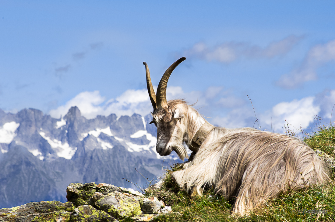Una capra dal pelo lungo che riposa al passo di Salmurano godendosi il panorama delle alpi Valtellinesi
