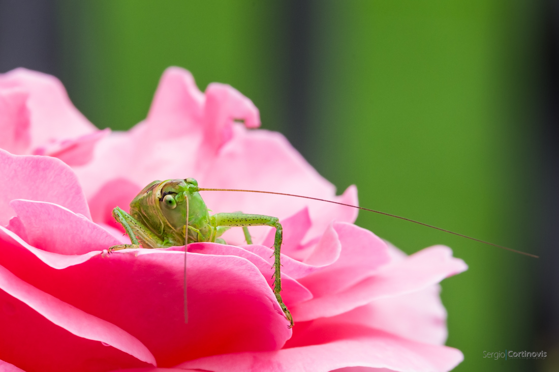 Cavalletta su una rosa, Caelifera