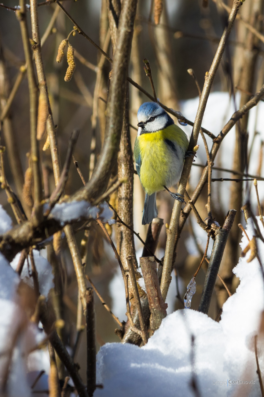 Cinciarella nella neve