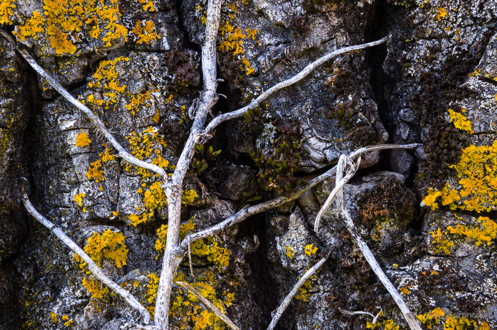 Ramo di edera su corteccia di noce con licheni