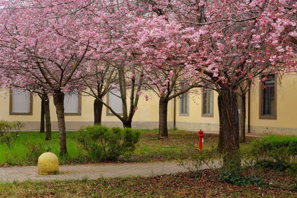 Fiori di pesco in fiore a Bergamo