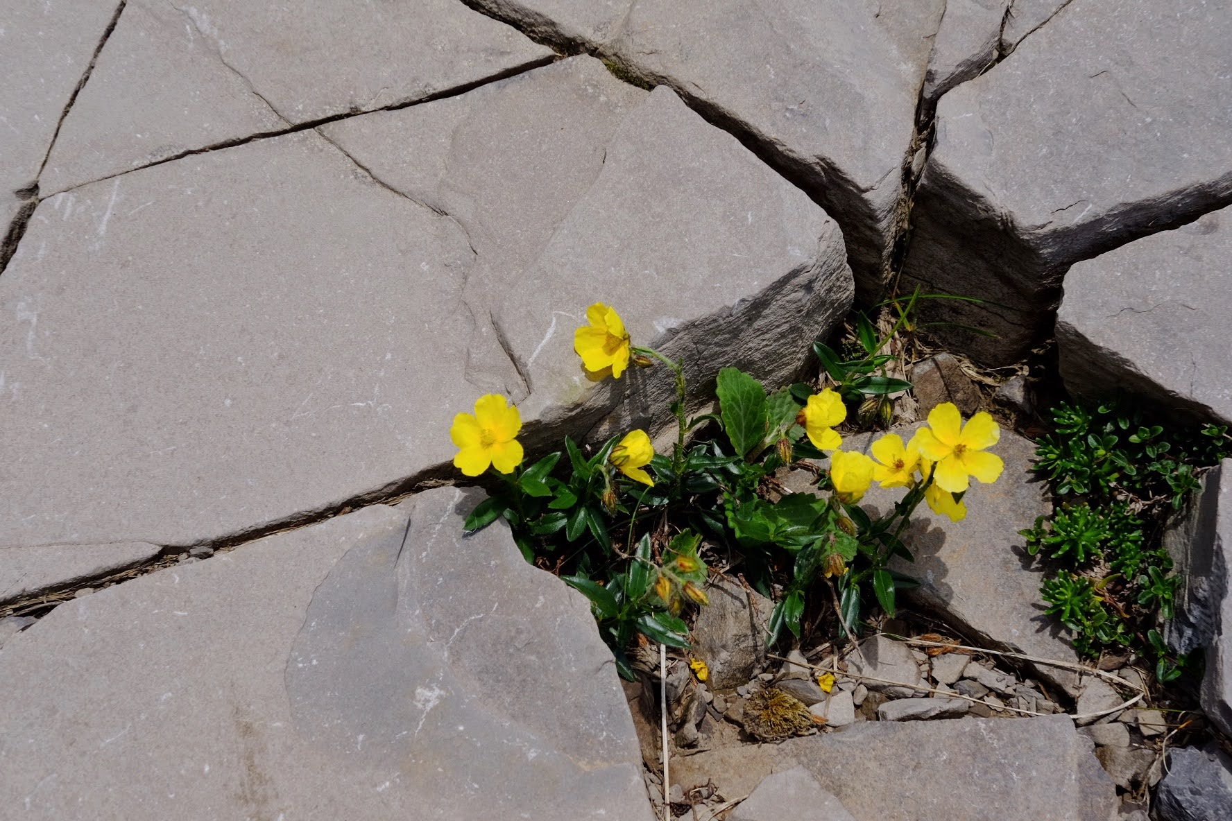 Fiori gialli che nascono in una spaccatura della roccia sul monte Alben
