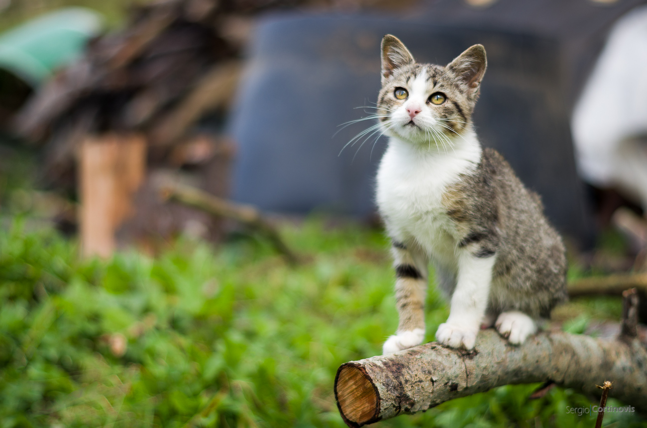Un piccolo gatto in equilibrio su un pezzo di legno
