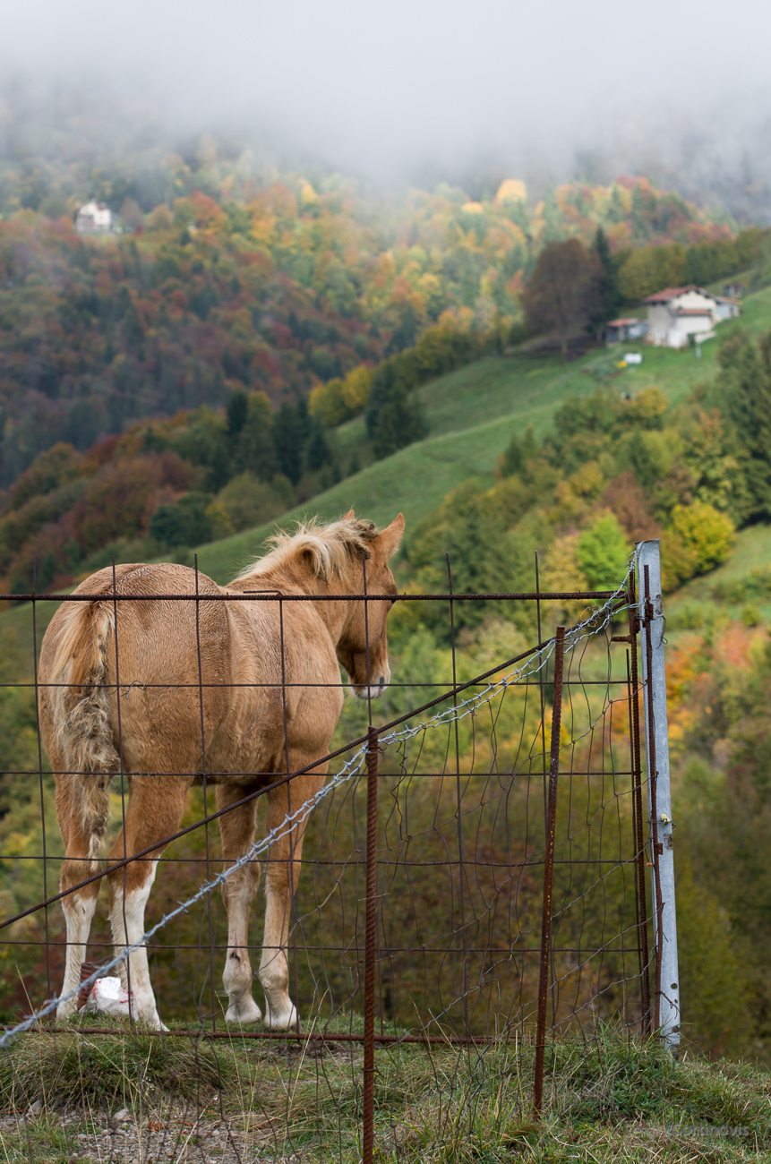 Un cavallo fotografato in autunno sul monte Gioco nel Comune di Serina
