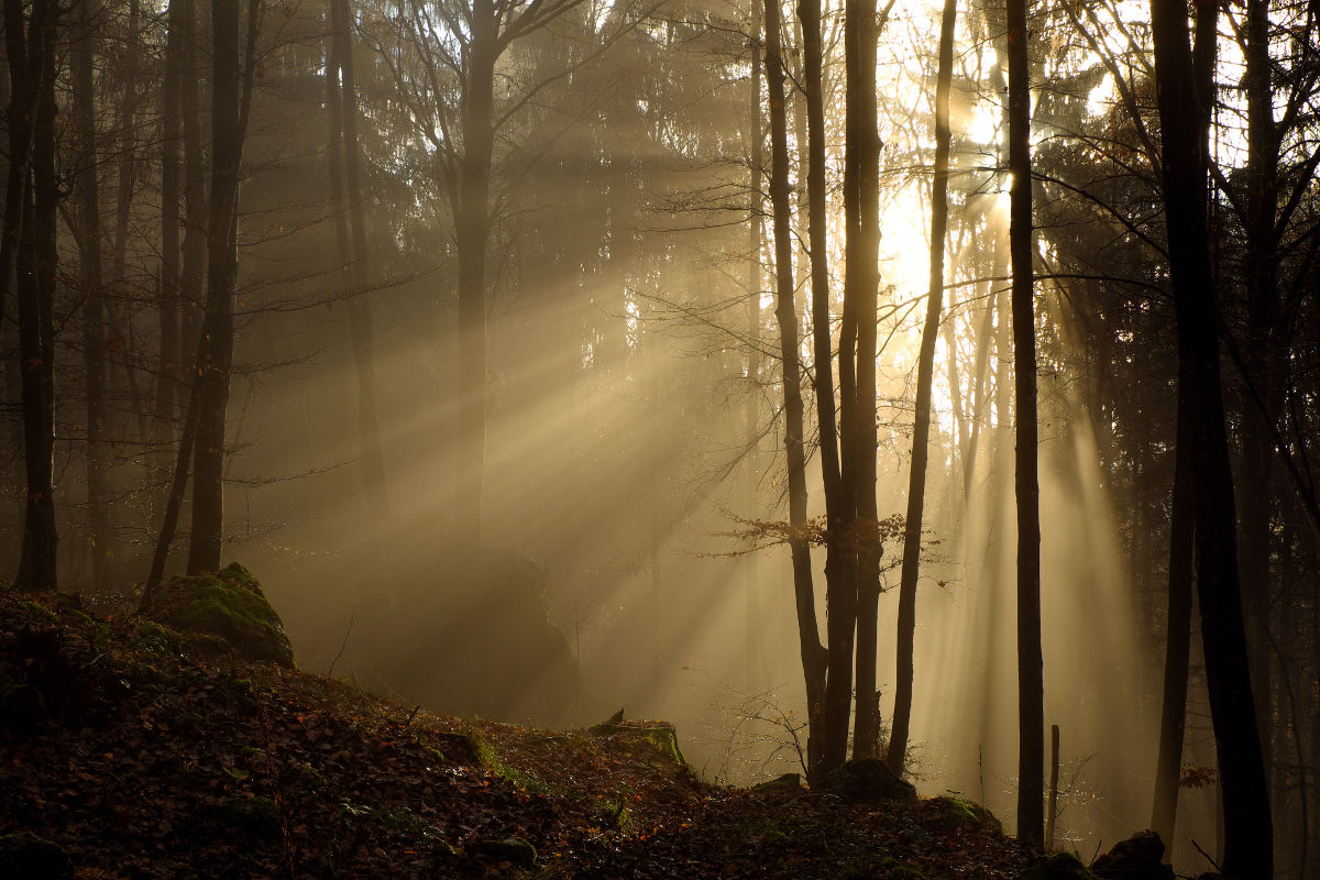 Il raggi del sole attraverso gli alberi in un bosco della Valle Serina