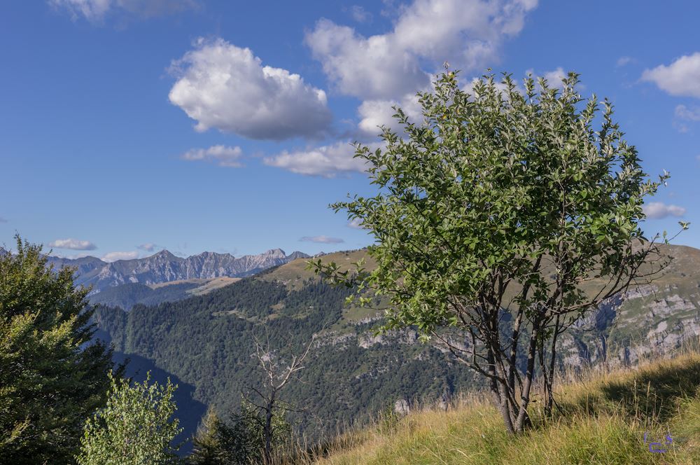 Nuvole bianche in cielo su panorama verde