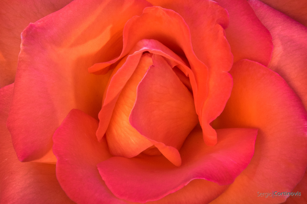 Una rosa in primissimo piano, con il bocciolo giallo e i petali leggermente striati