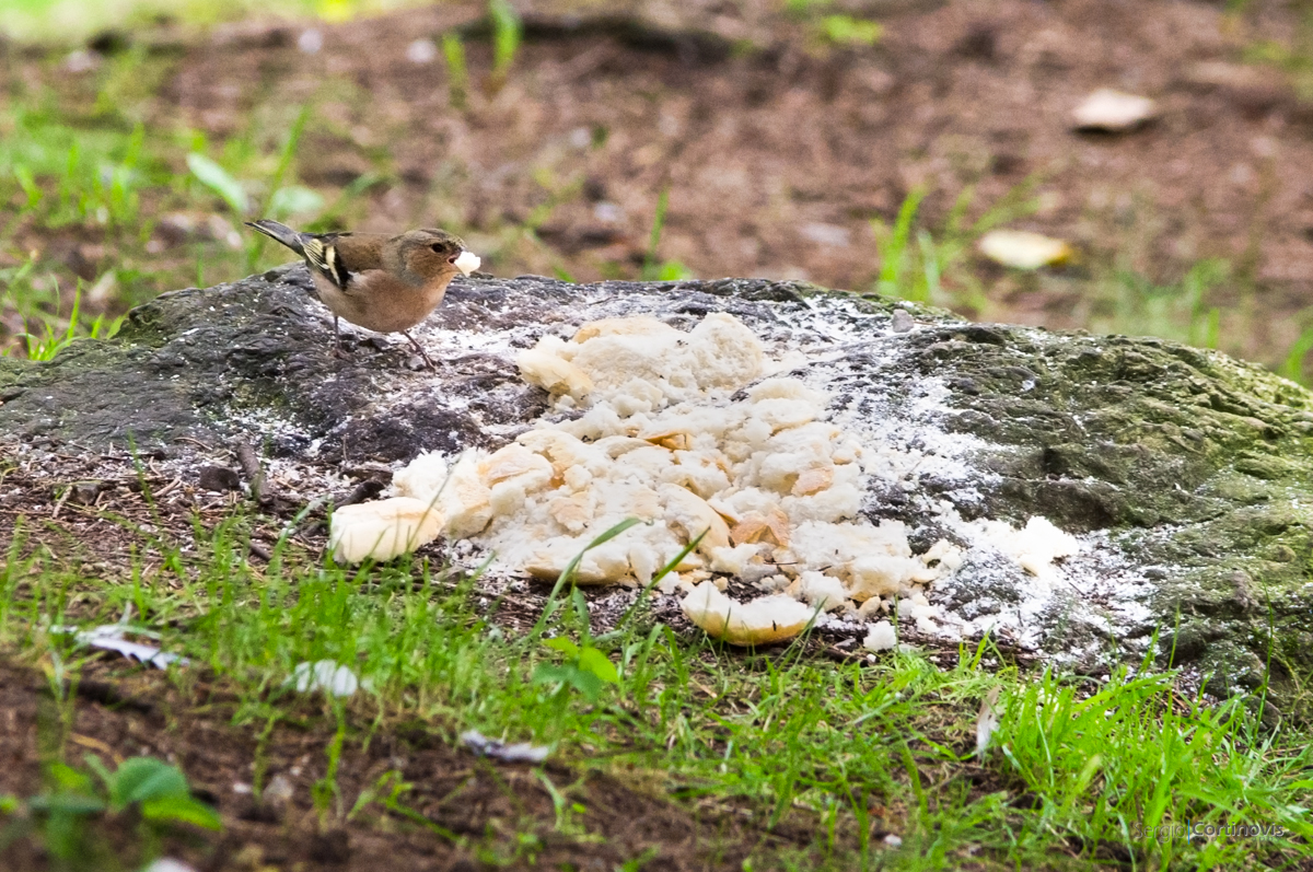 Un passero che mangia del pane in un bosco di Serina