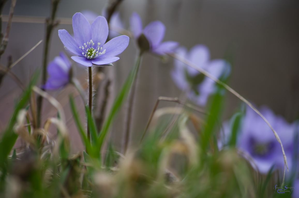 Fiore violetta