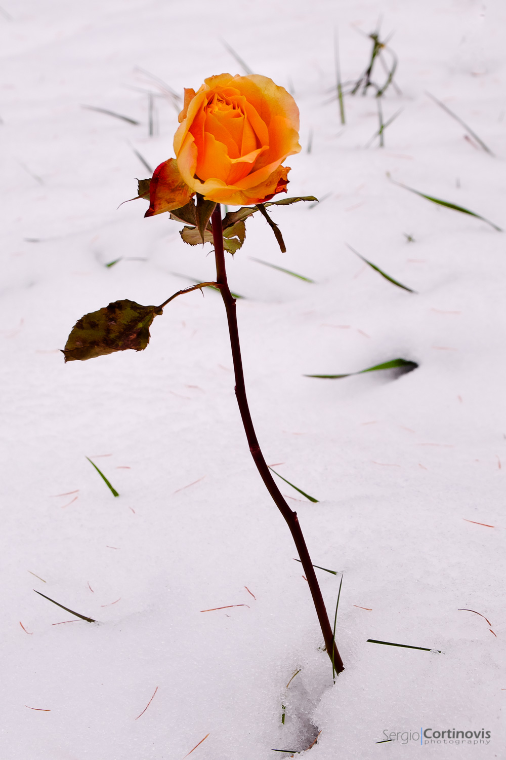 Rosa arancione nella neve, fiore d'inverno