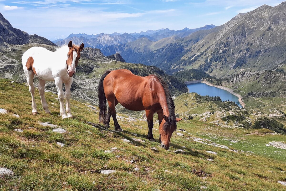 Cavalli al passo della portula. Due cavalli mangiano l'erba in alta montagna, con il lago del Rifugio Calvi sullo sfondo