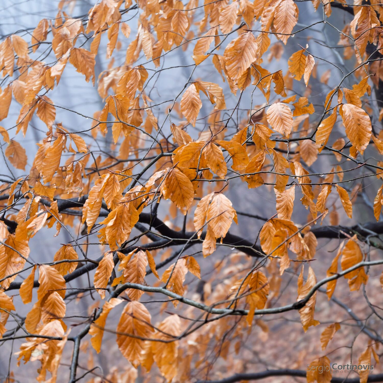 Foglie gialle su un albero con nebbia sullo sfondo