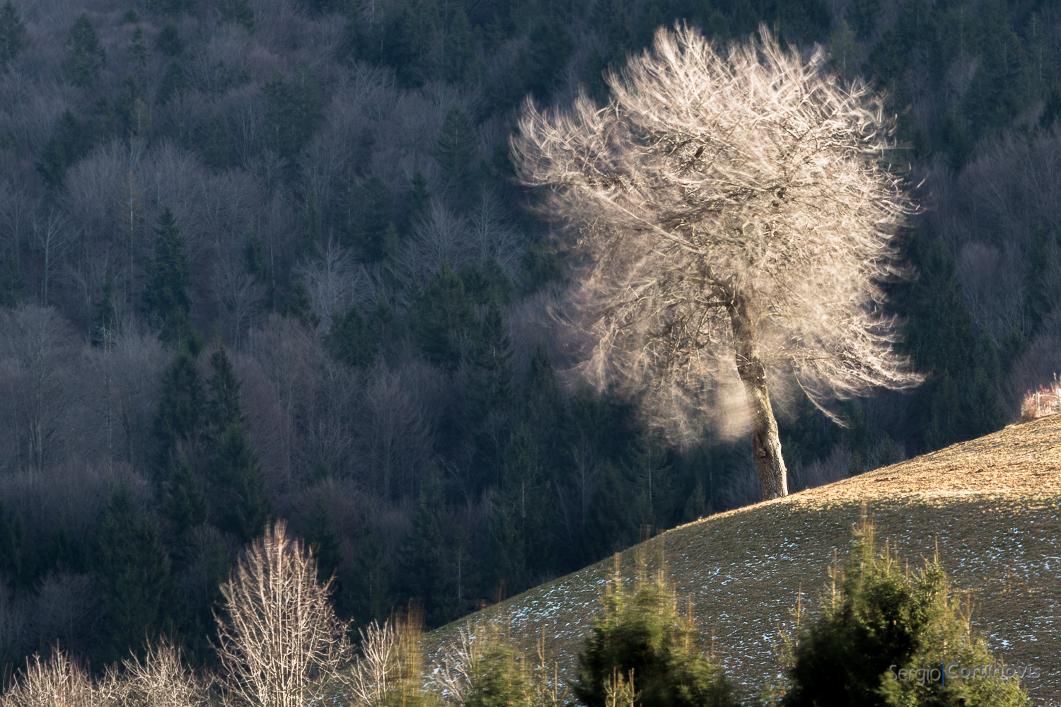 Un albero mosso dal forte vento ed illuminato lateralmente dal Sole con un bosco sullo sfondo